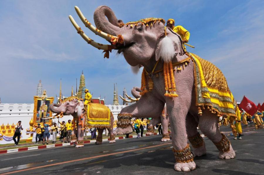 Такой любопытный слон: как соседство с людьми меняет поведение животных