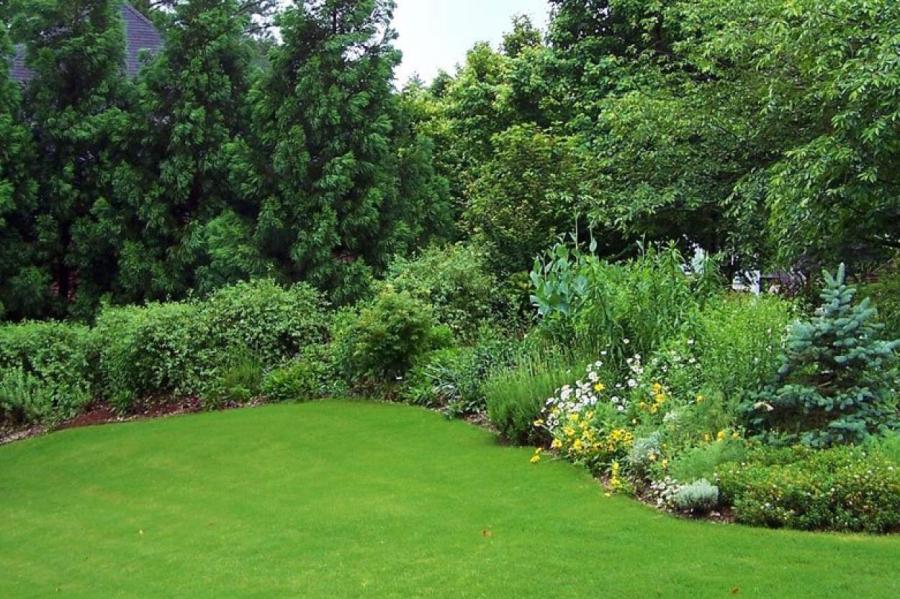 Сохраняем газон зеленым и свежим: понадобиться одно простое средство