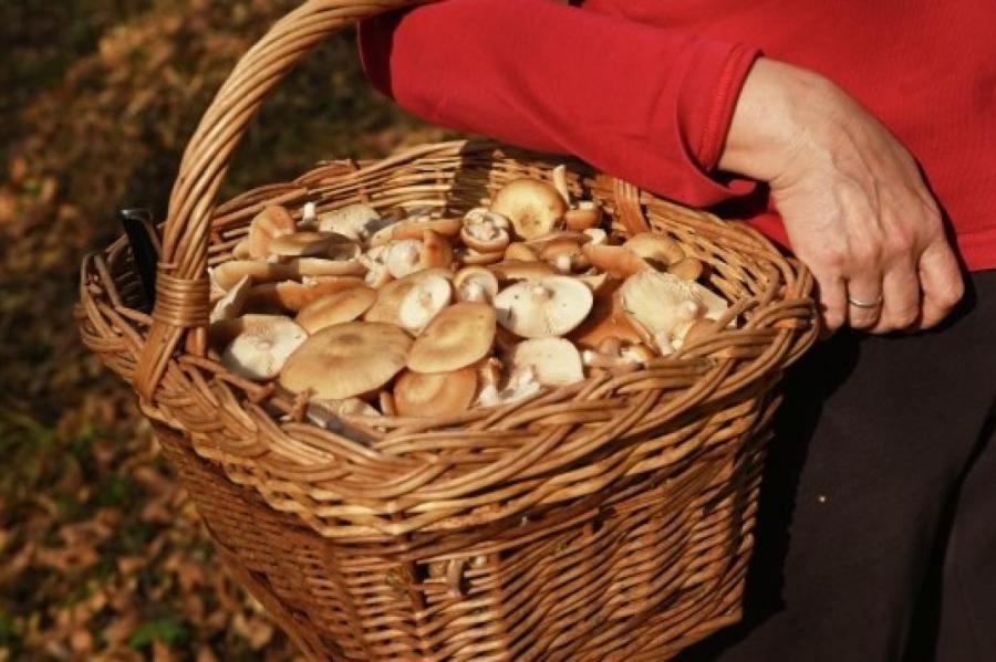 Утренний сбор грибов: в чём секрет?