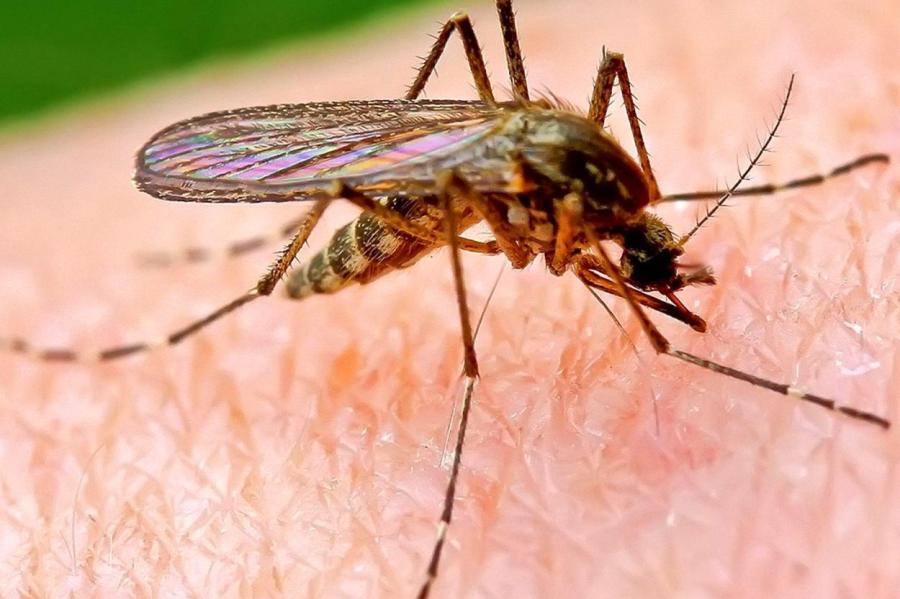 Виновата не только группа крови: 9 причин, почему комары кусают вас чаще, чем других