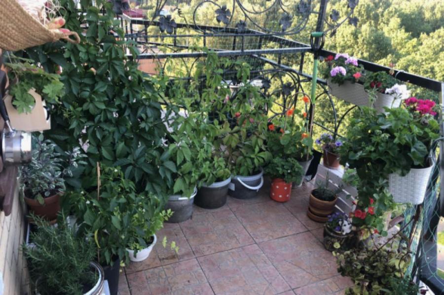 Отпуск для растений: полезен ли домашнему цветку переезд на балкон или в сад