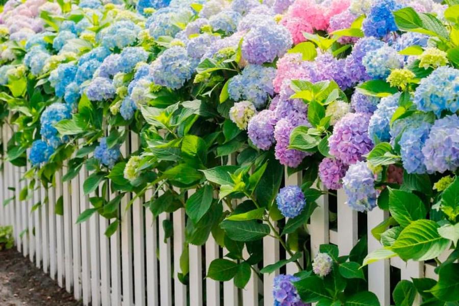 Размножаем гортензию: садовник рассказал, как это сделать бесплатно и просто
