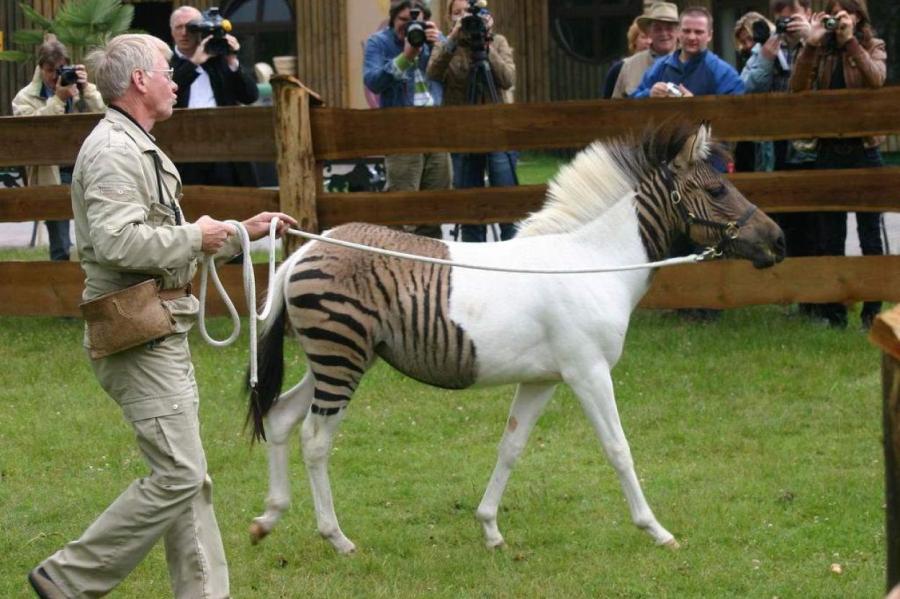 Зеброиды: гибриды, которые поражают внешностью и характером