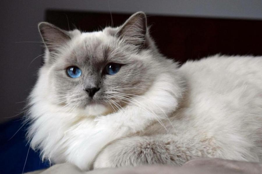 Нежные пушистики: топ-5 самых ласковых пород кошек