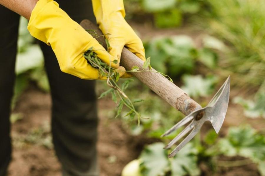 Не всё сорняк: 5 растений, которые приносят пользу