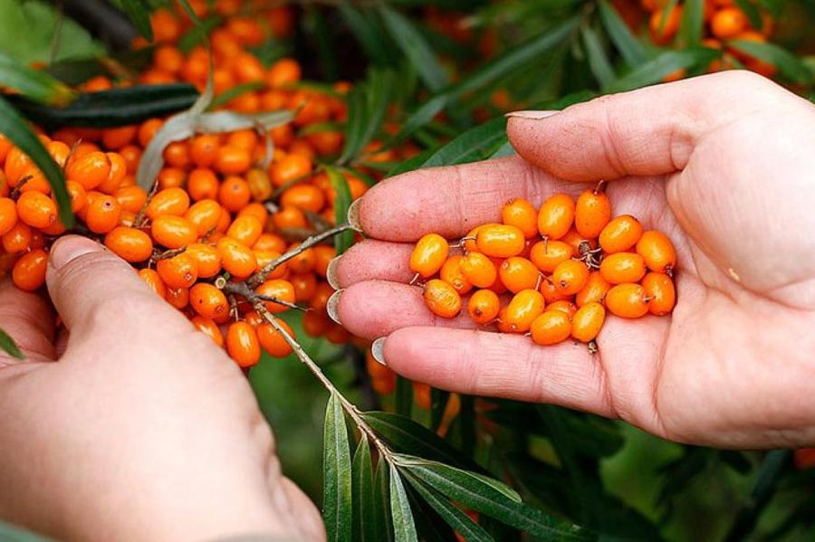 Ягоды и фрукты, в которых антиоксидантов больше, чем в зеленом чае