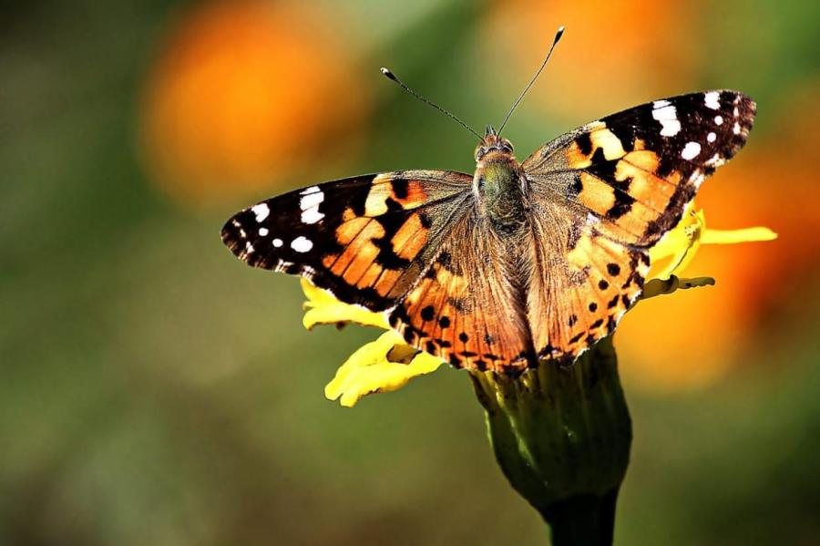 Как вырастить бабочек в домашних условиях: личный опыт