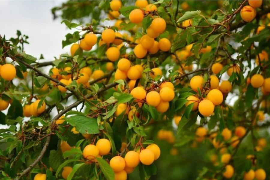 Не только для варенья: что такое алыча, чем она отличается от сливы и что из нее готовить