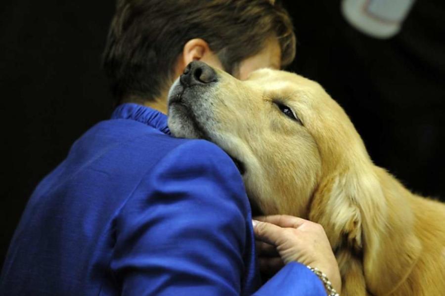 Посланник небес: 5 признаков того, что ваш кот или собака — ваш ангел-хранитель