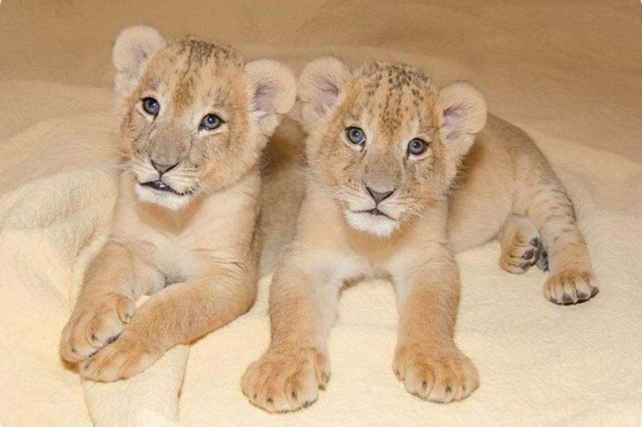 В чешском сафари-парке родились четыре детёныша льва, исчезнувшего в дикой природе