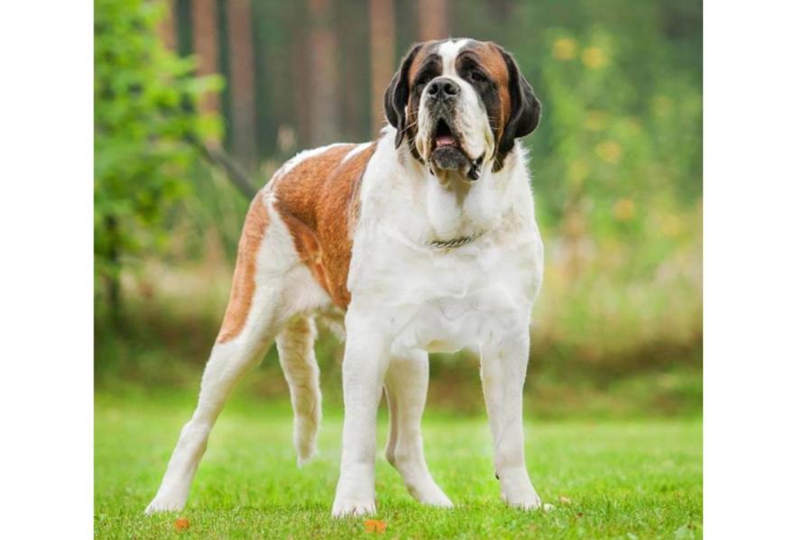 Почему у собак передние лапы мощнее задних: мнение кинолога