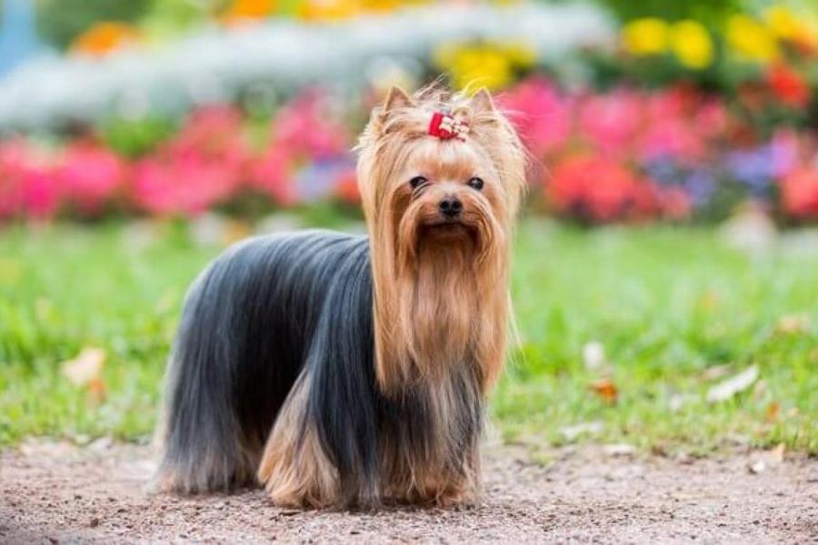 Йоркширский терьер: собака-долгожитель