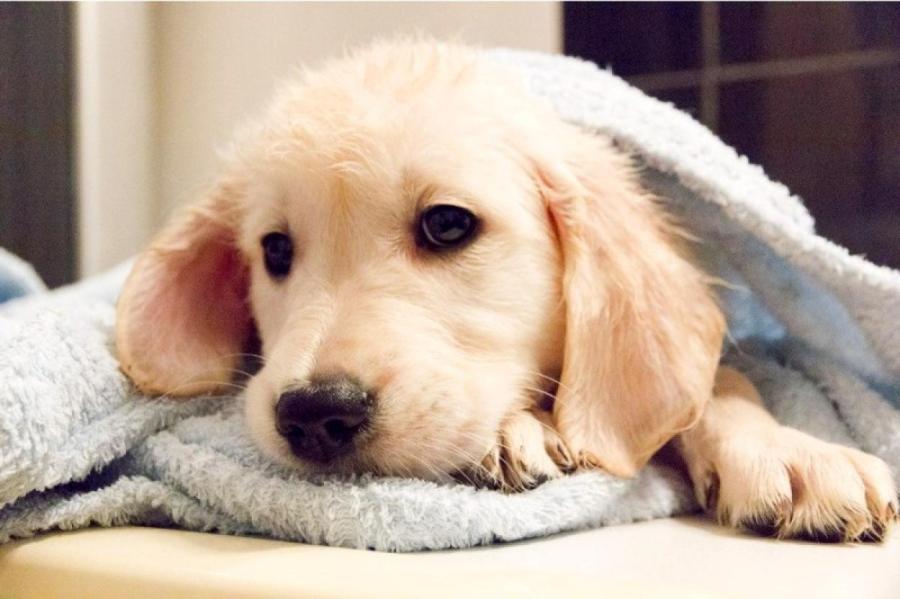 Отель в Китае предлагает постояльцам собак-компаньонов в аренду