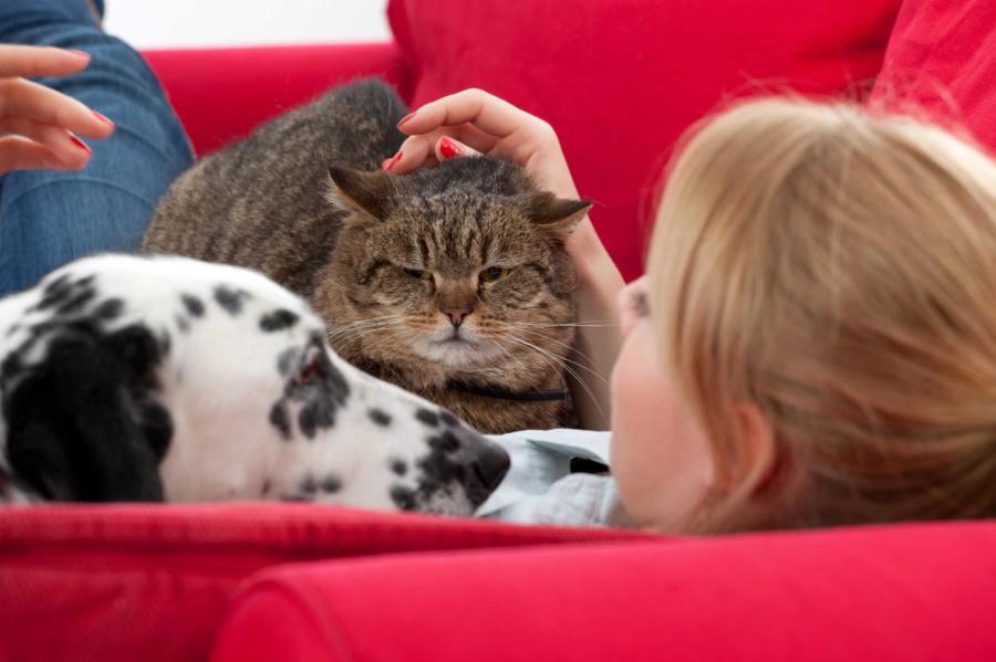 Собачники и кошатники: психологические различия владельцев животных