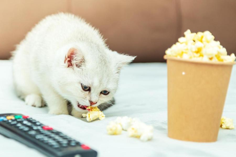 Польза или вред? Можно ли кормить питомца попкорном