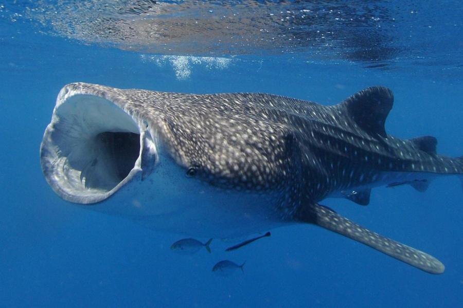 Популяция китовых акул идет на убыль: что угрожает гигантам океанов