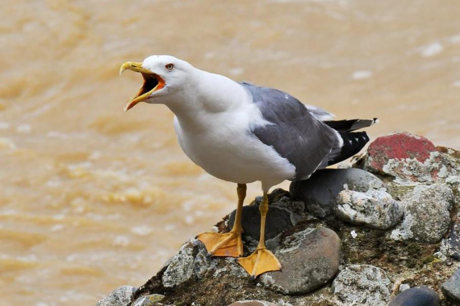 130 км автостопом: удивительная стратегия выживания одной птицы