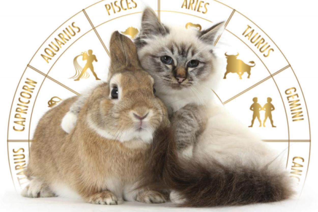 Звезды и питомцы: какой зверек подойдёт именно тебе