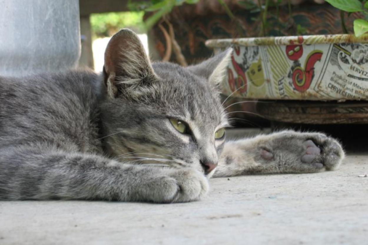 Кошки ведут себя по-разному в присутствии людей и в одиночестве