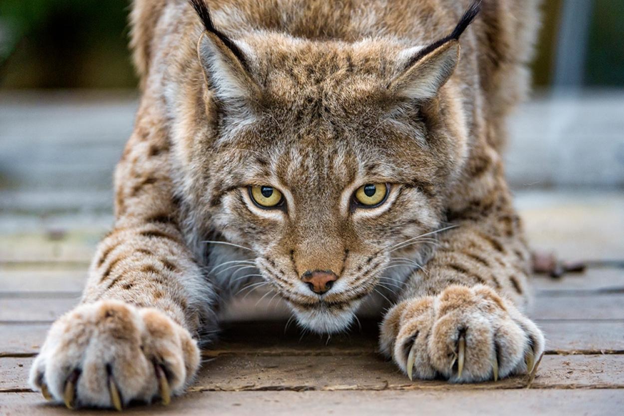 Кто вы в мире хищников: животное-покровитель вашего знака Зодиака