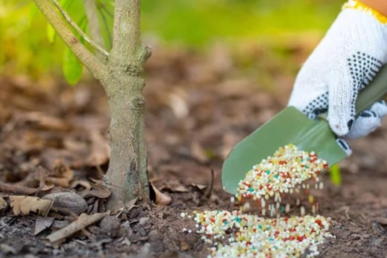 Чтобы растения лучше росли: как правильно вносить удобрения в землю перед зимовкой