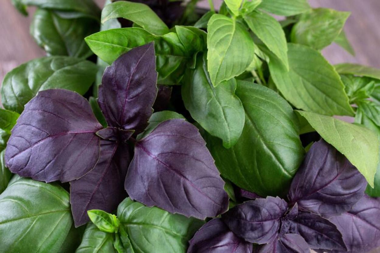 Не просто специя: 5 веских причин есть больше базилика