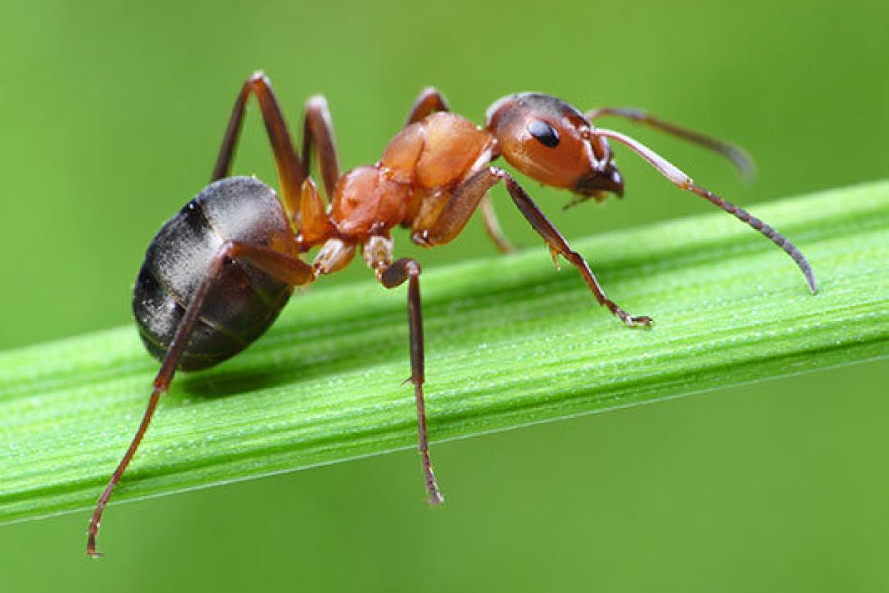 Муравьи перестраивают муравейник при эпидемии: открытие учёных