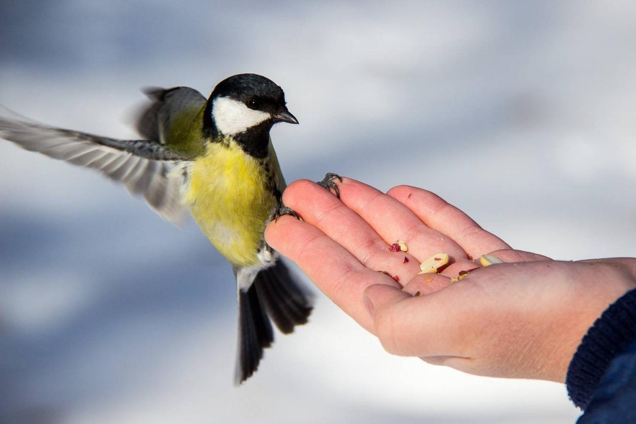 Почему одни птицы подлетят к человеку с кормом, а другие нет