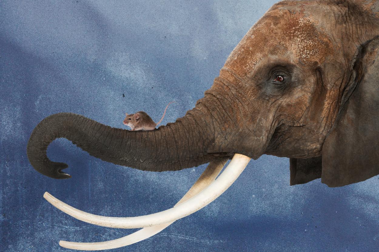 Слоны боятся мышей: миф или правда?