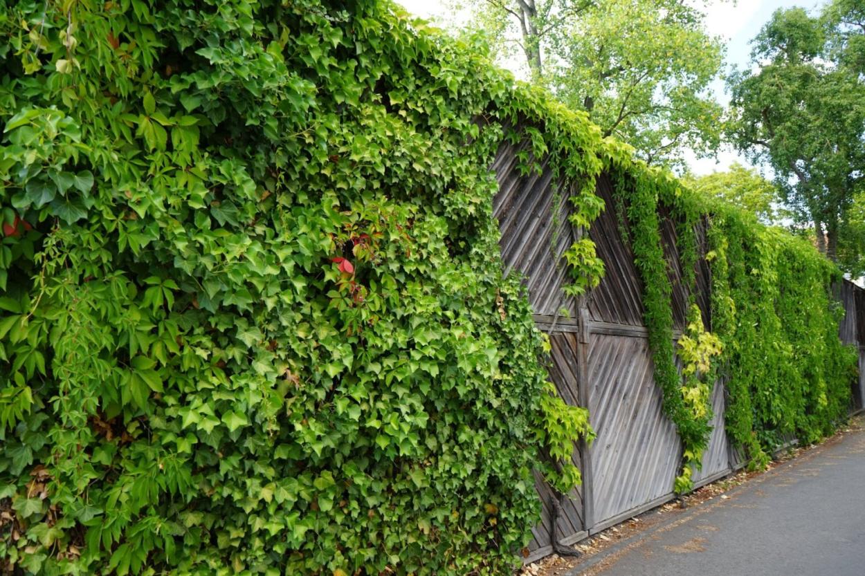 Эксперты назвали четыре растения, которые могут разрушить ваш дом и сад