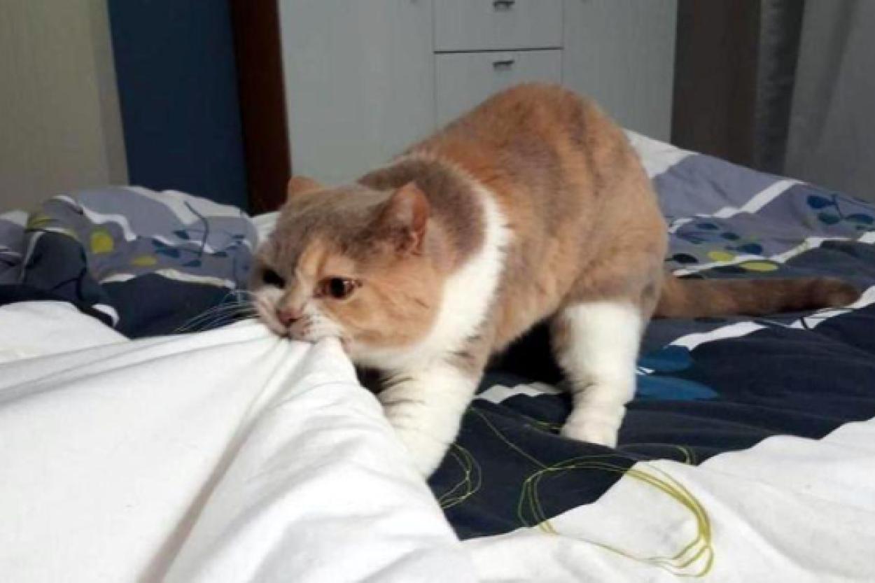 Почему кошки будят хозяев рано утром? Не только из-за поесть...