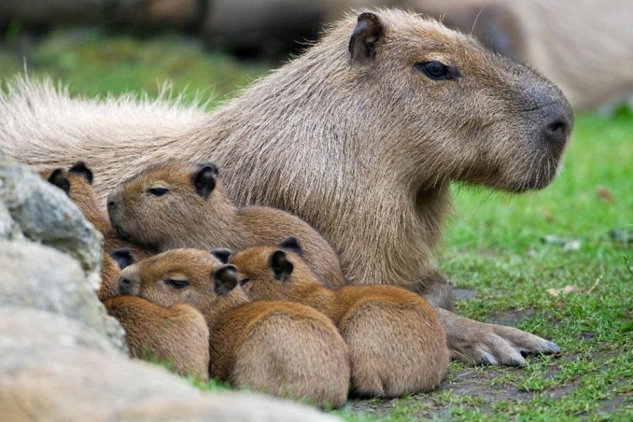 В Рижском зоопарке у капибар родилось пять малышей