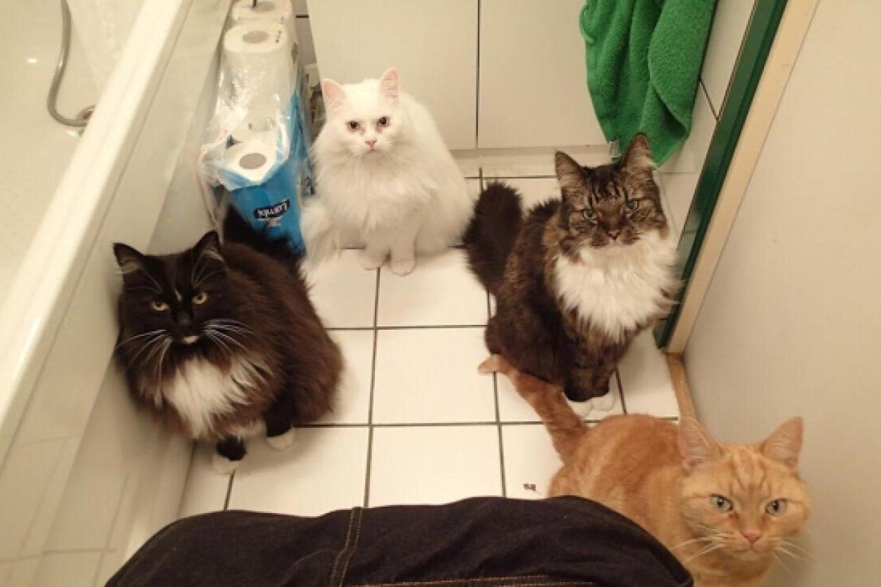 Почему коты бегают за вами в туалет