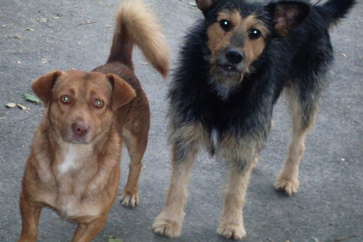 Правда ли, что у дворняжек здоровье лучше, чем у породистых собак?