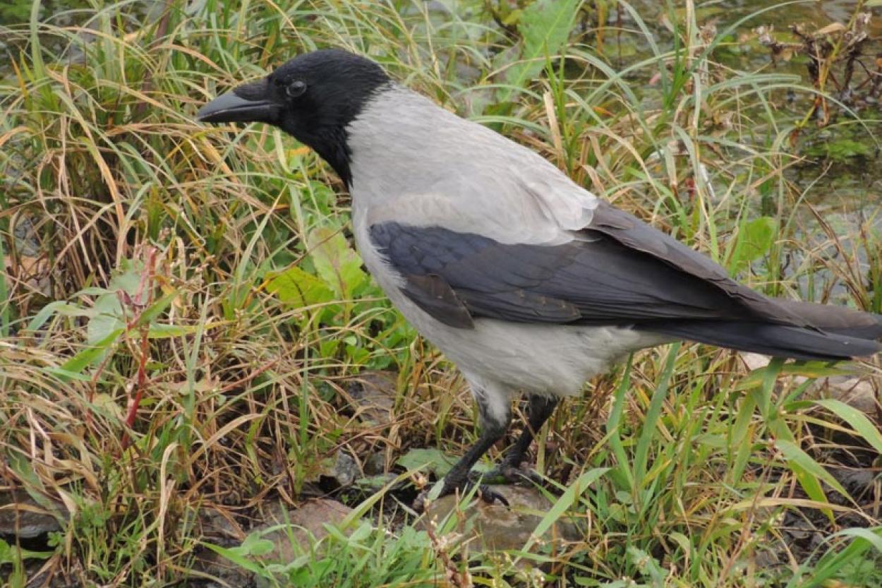 Сколько времени вороны могут обижаться на людей? Ответ вас удивит