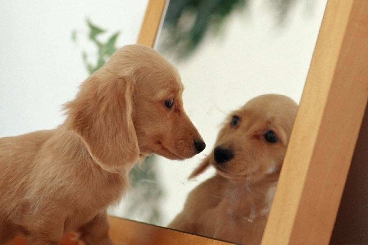 Узнают ли животные себя в зеркале: что показывает тест