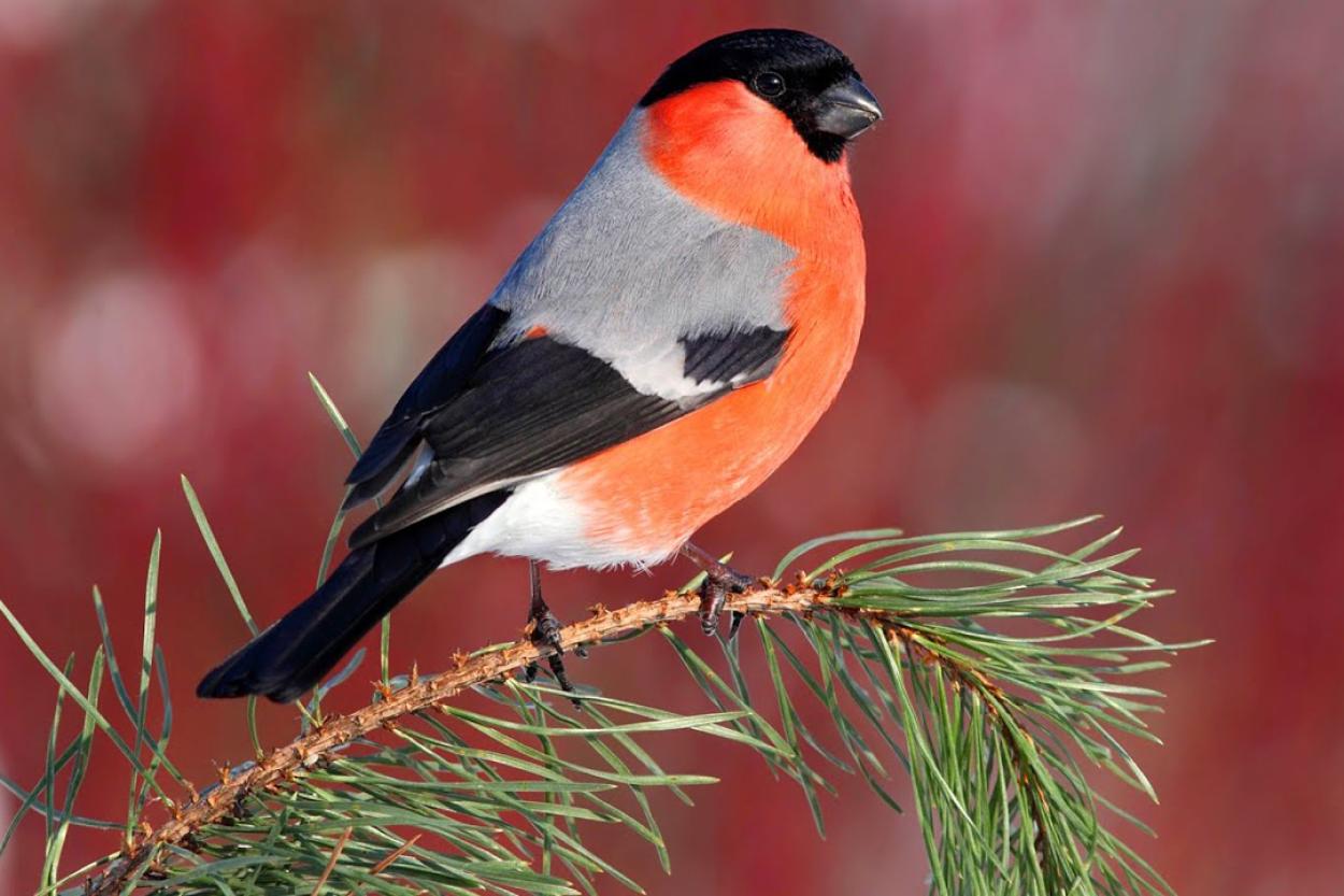 Почему мы видим снегирей только зимой и где они обитают в другие сезоны?