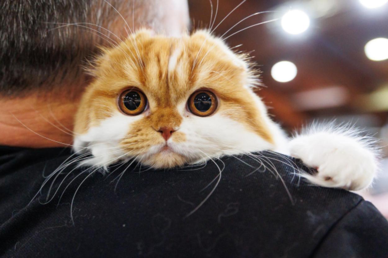 Международная выставка домашних животных и зооиндустрии пройдет на Кипсале