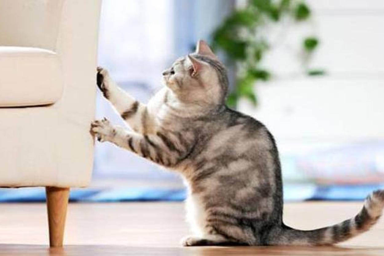 4 способа отучить кота царапать обои и мебель