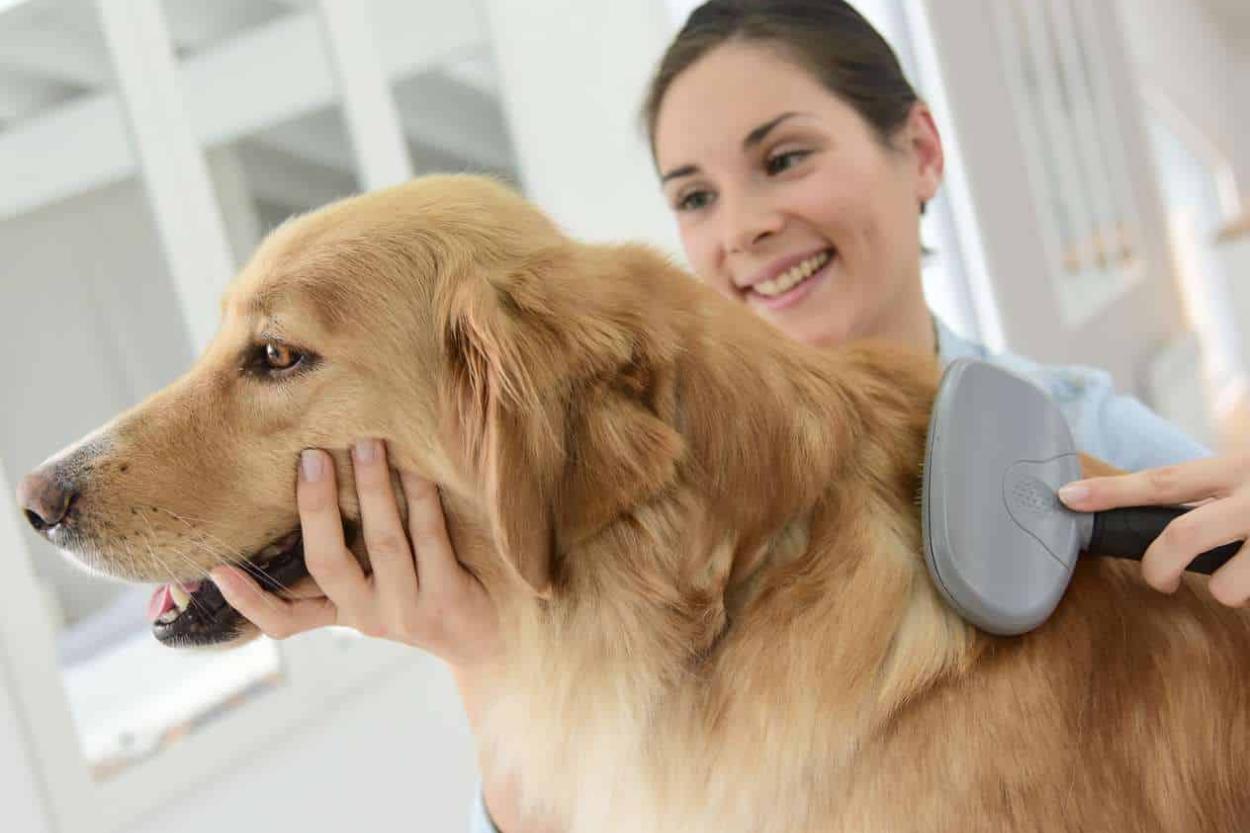 Осенняя линька у кошек и собак: как помочь питомцу и облегчить уборку