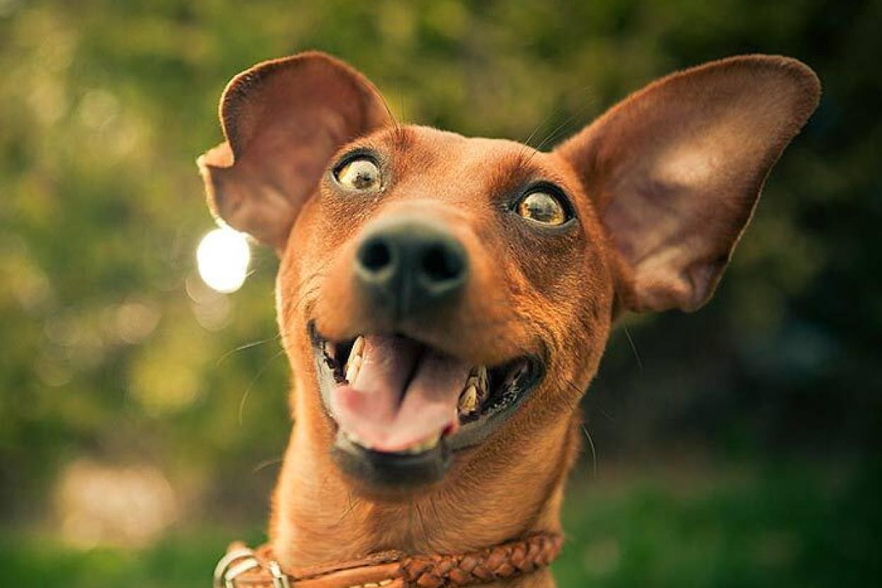 Какие жесты собаки говорят о ее привязанности к хозяину?