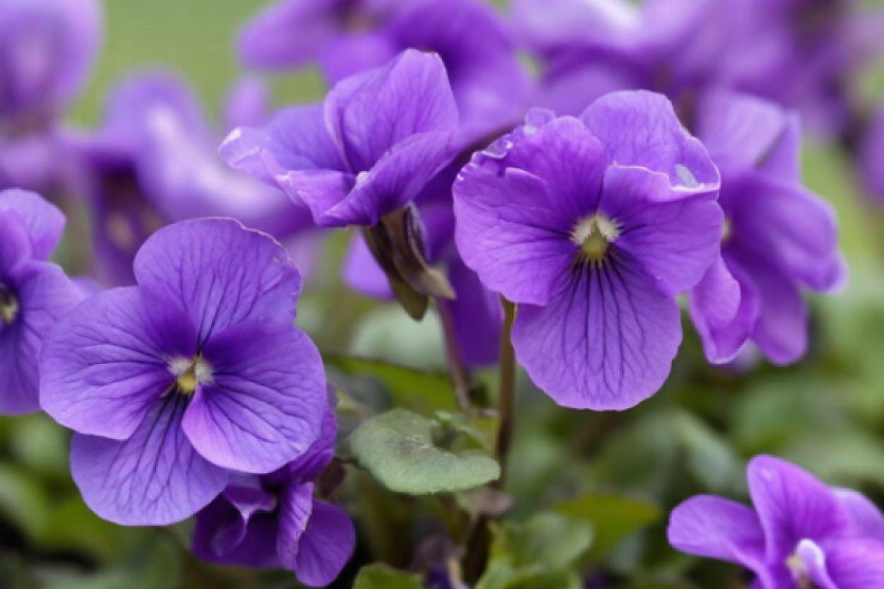 Как заставить фиалку цвести круглый год: простой способ без дорогих удобрений