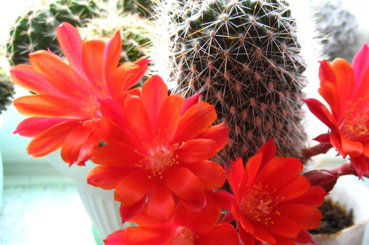 Пять кактусов, которые точно зацветут: правила выбора и ухода