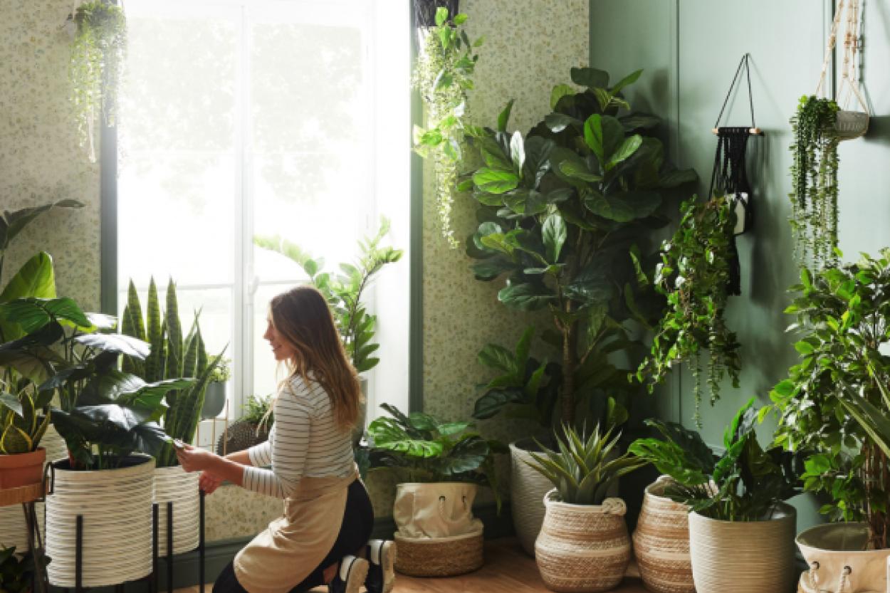 Зелень в интерьере: как растения создают уют и гармонию