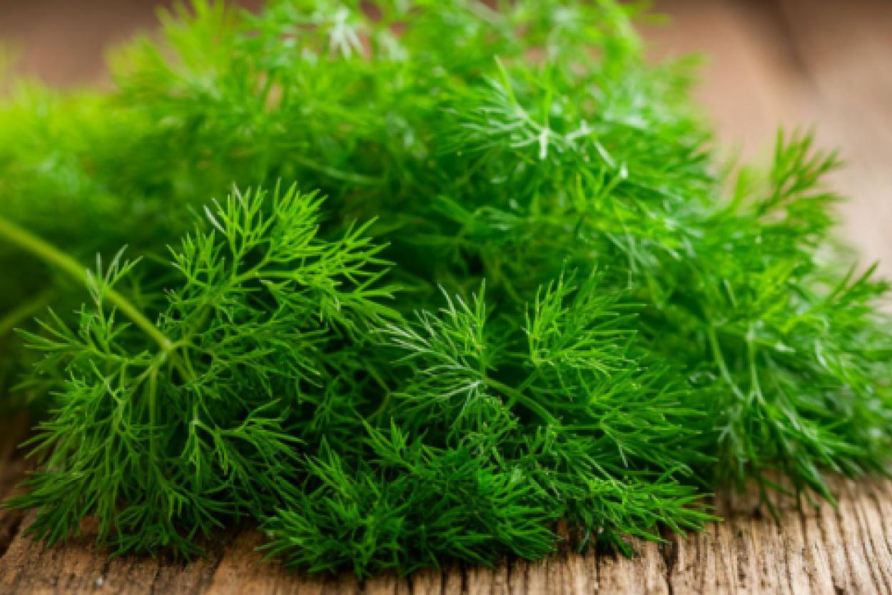 Как вырастить укроп на подоконнике: советы от эксперта