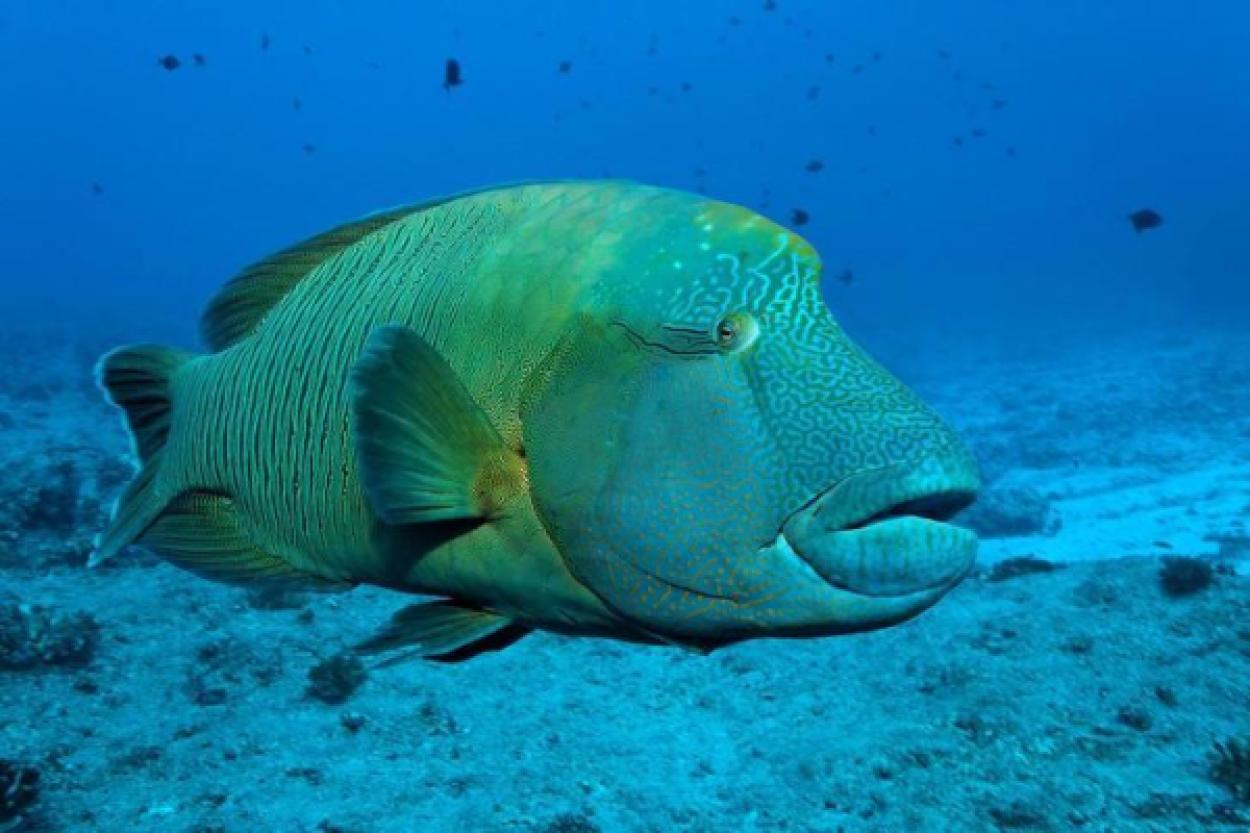 Как рыбы пьют: секреты морских и пресноводных обитателей