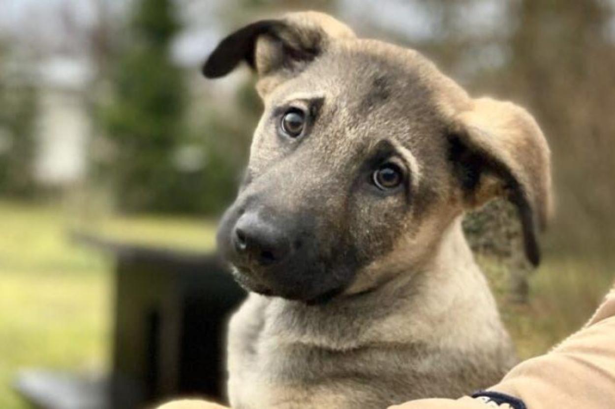 Почему собаки поднимают лапу при мочеиспускании?