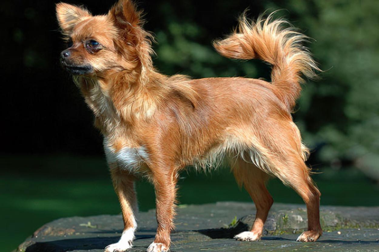 Следы волчьей ДНК в современных собаках: тайны происхождения