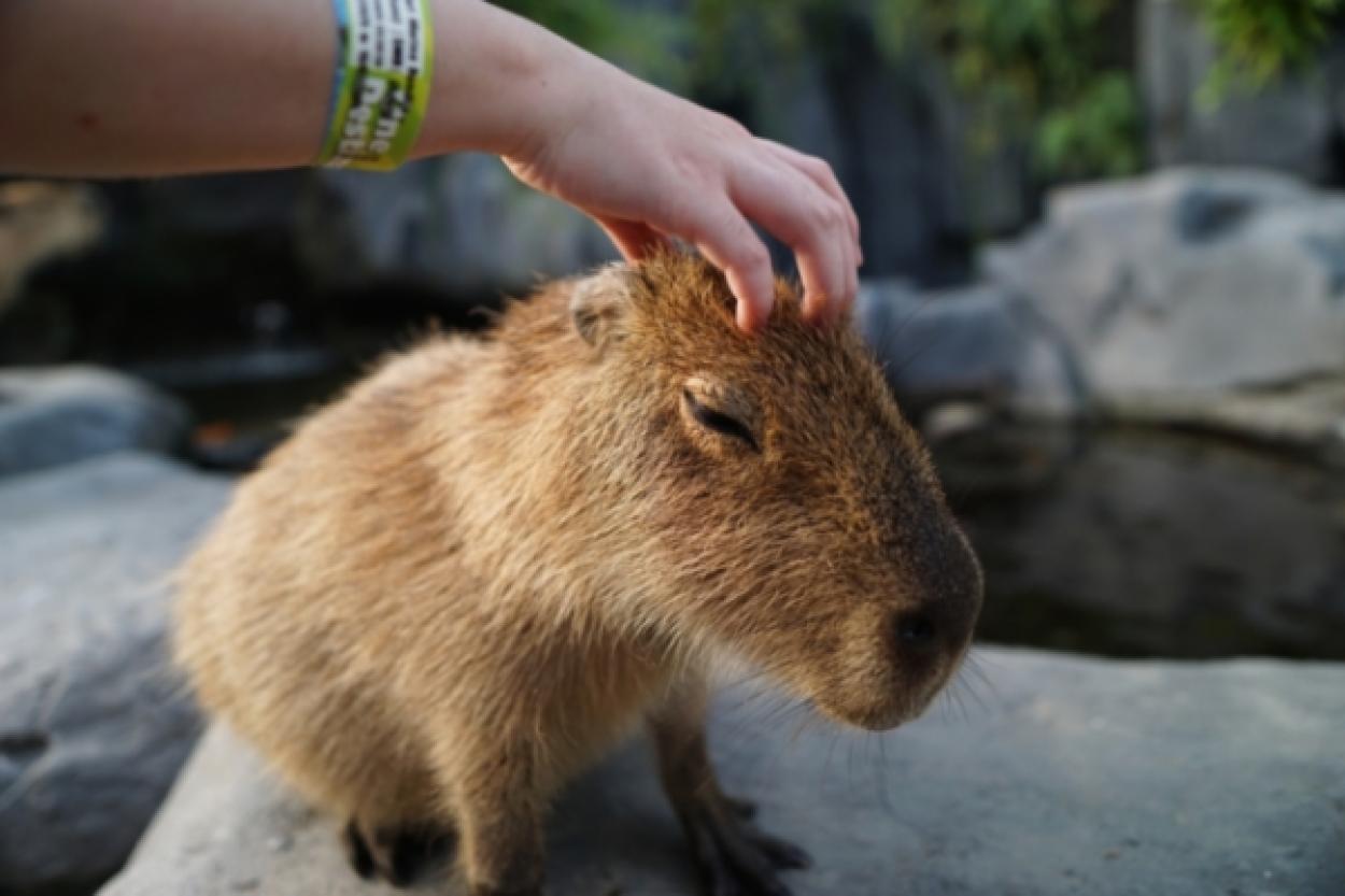 Капибары: уникальные создания, которые заслуживают защиты