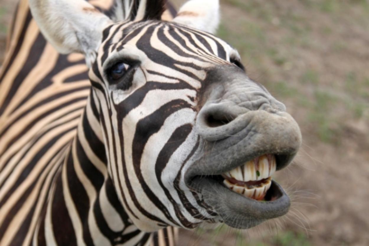 Зебры и лошади: от дикой природы к цивилизации